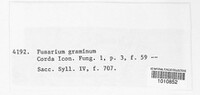 Fusarium graminum image